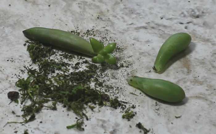 New plants for free. The leaves of succulents will root and make new baby plants