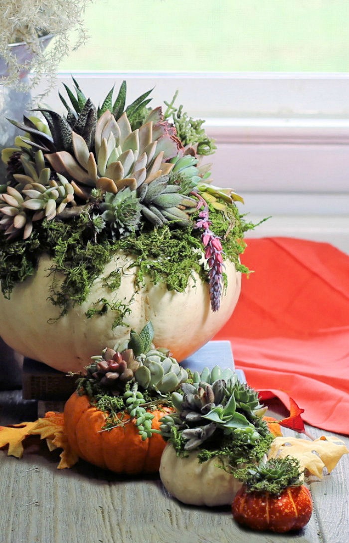 pumpkin succulent planter display