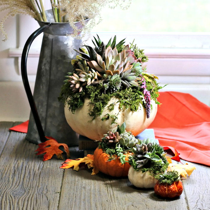 Pumpkin succulent planters