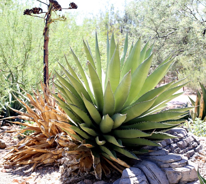 Full size agave