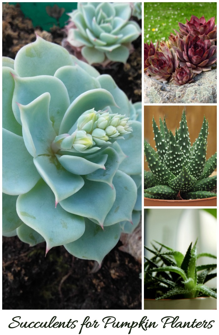 All of these succulents (and more) can be used for pumpkin planters