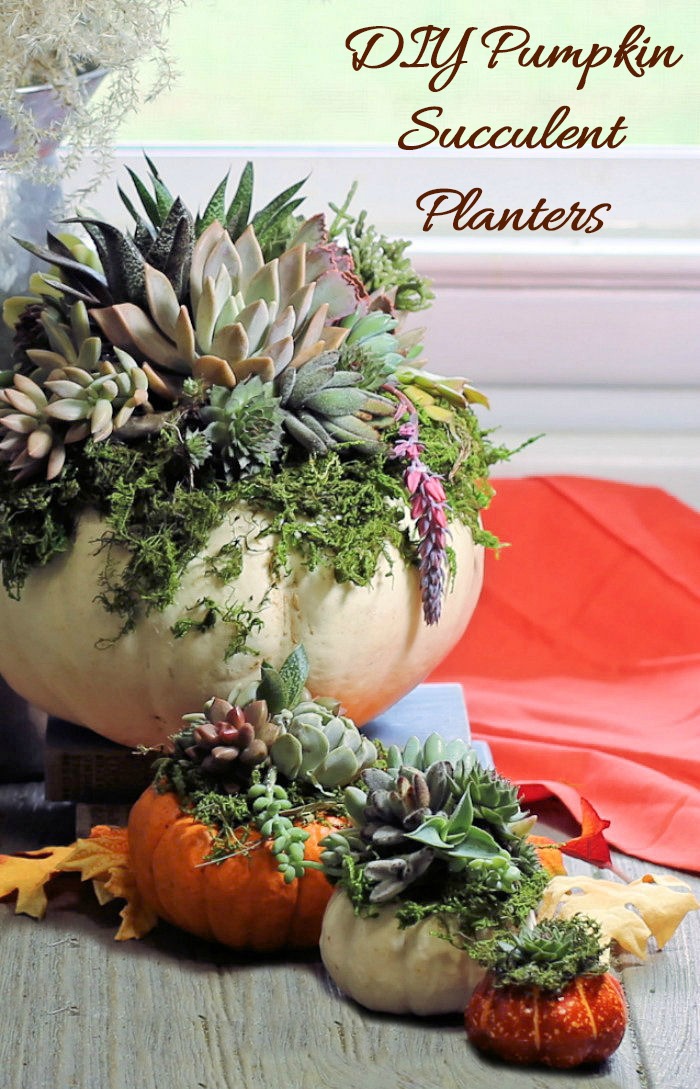 This DIY pumpkin succulent planters project is easy to do and looks great for fall