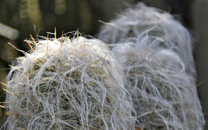 white hairs of cephalocereus senilis