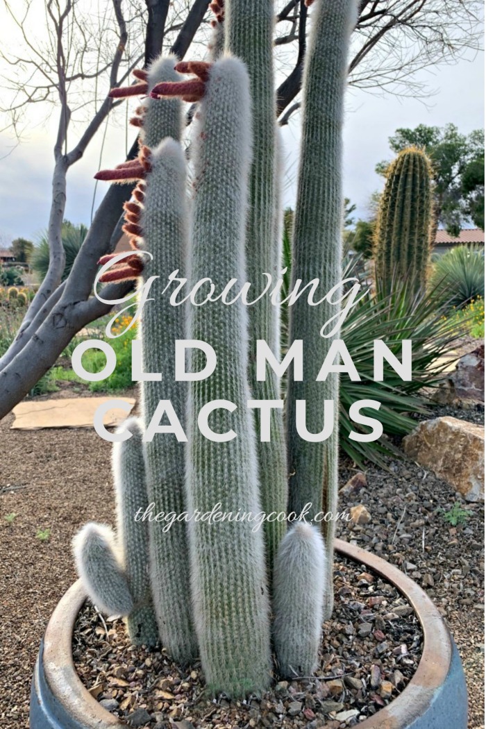 Old man cactus plants growing in a container.