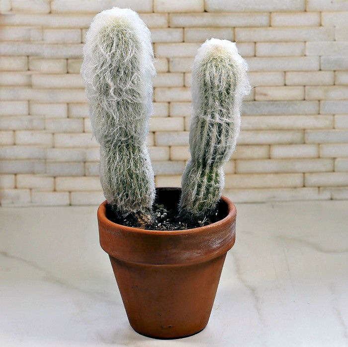 cephalocereus senilis cactus plants