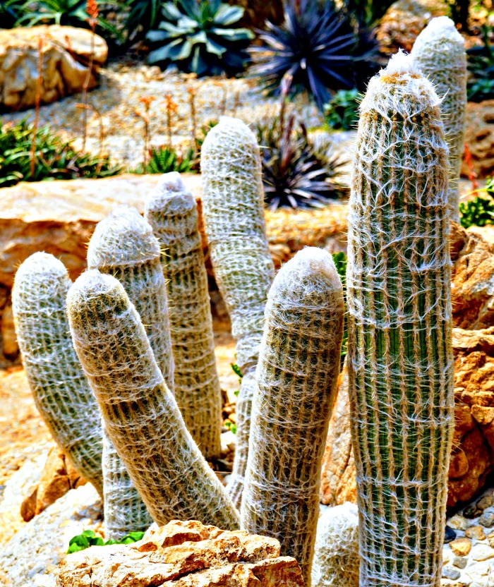 mature old man cactus growing in clumps.