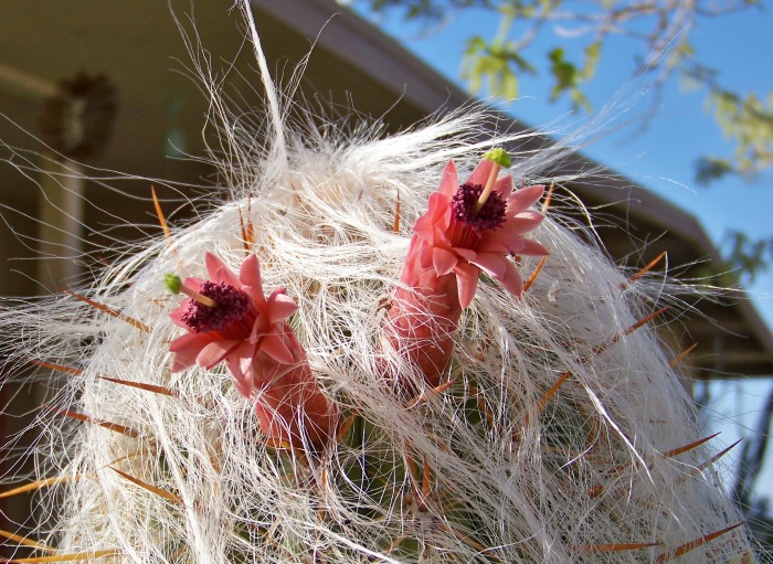 Red flowers on a hairy cactus