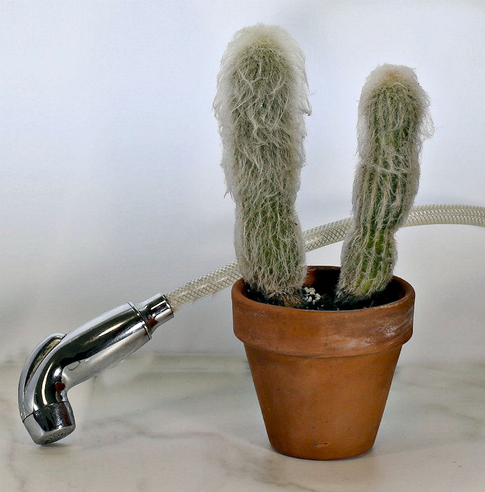 2 hairy cactus plants and a water sprayer