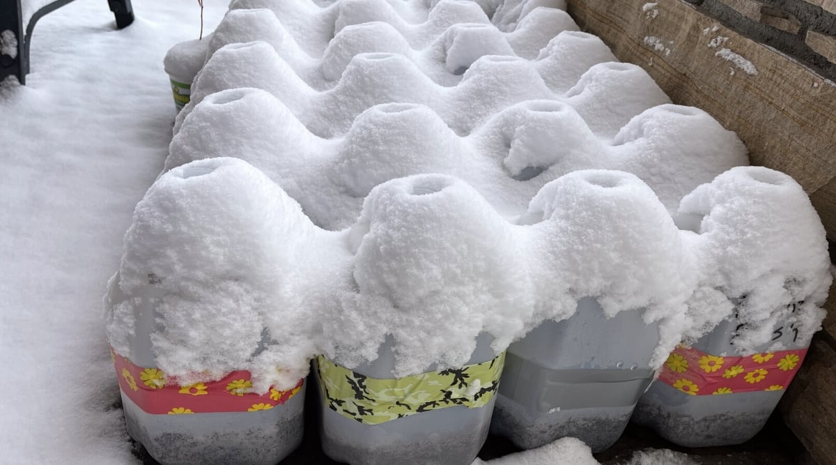 winter seed sowing in reusable plastic milk jugs