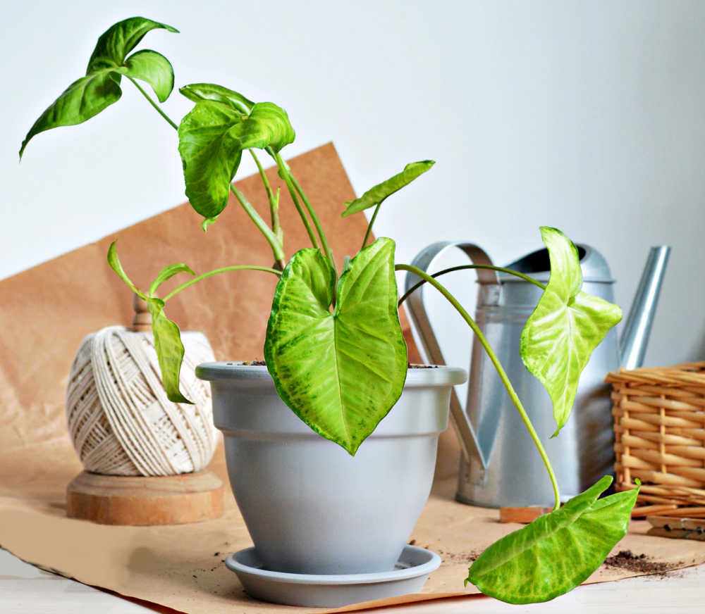 Syngonium plant with watering can and twine.