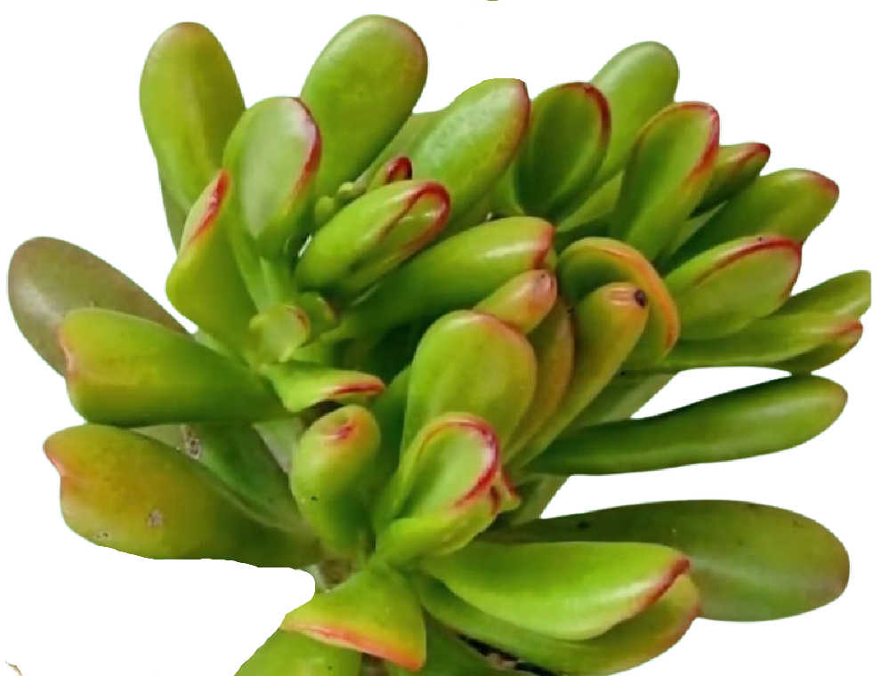 Close up of crassula ovata hobbit