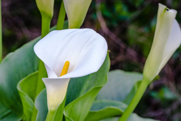 Rising Calla Lilies – The way in which to Develop and Propagate Zantedeschia sp.