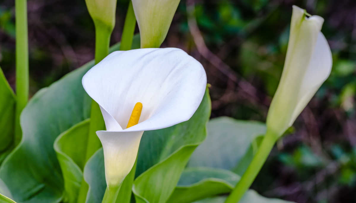 Rising Calla Lilies – The way in which to Develop and Propagate Zantedeschia sp.