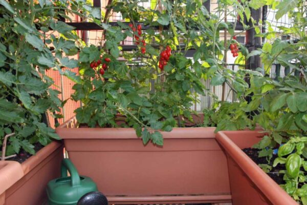 Rising tomatoes in pots – Strategies for Tomato Container Gardening