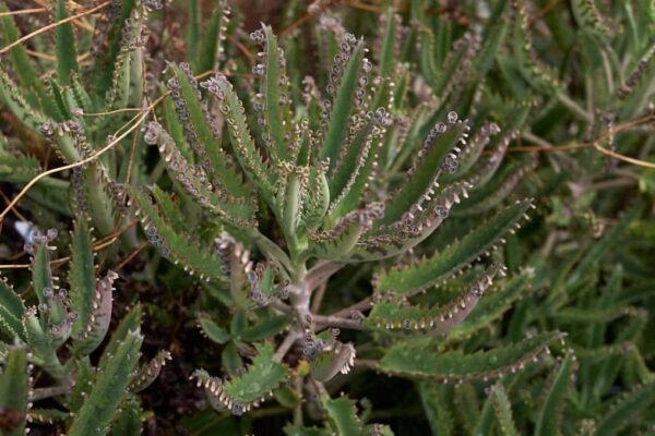 Kalanchoe Houghtonii – Rising Mother of 1000’s Plant