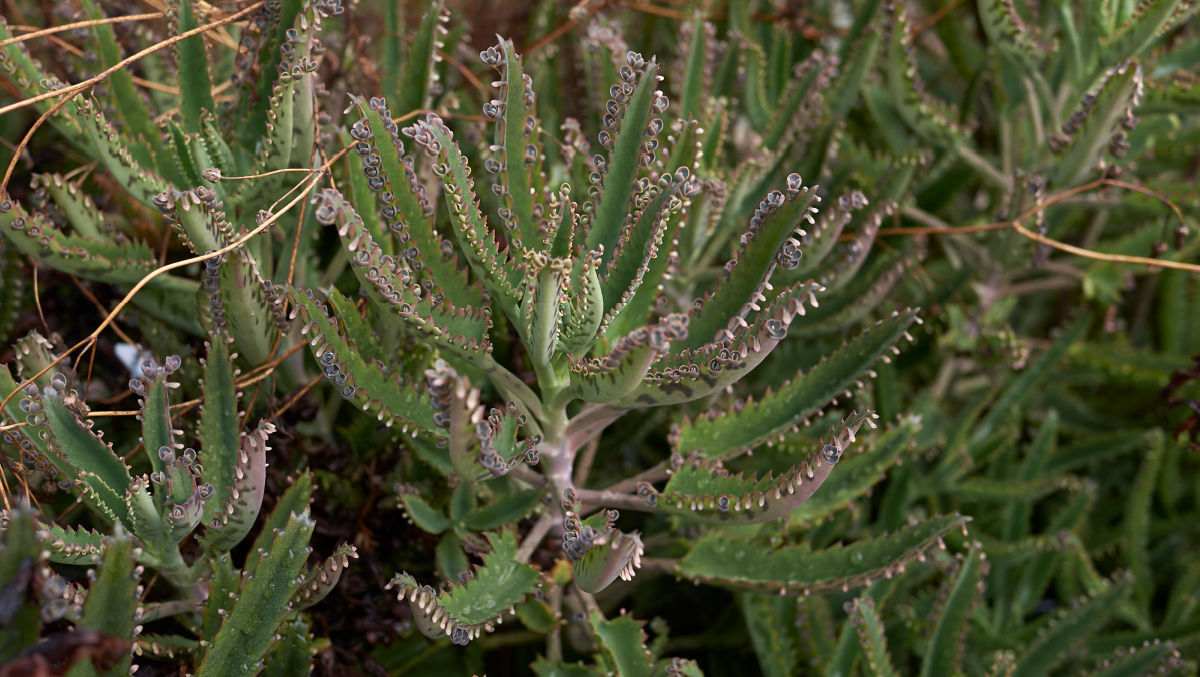 Kalanchoe Houghtonii – Rising Mother of 1000’s Plant