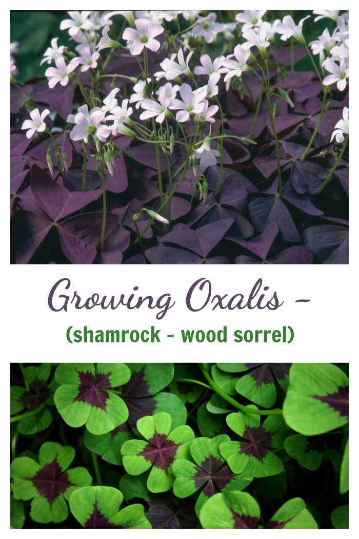 Purple oxalis in flower and green oxalis leaves with words rewading Growing Oxalis - shamrock, wood sorrel.