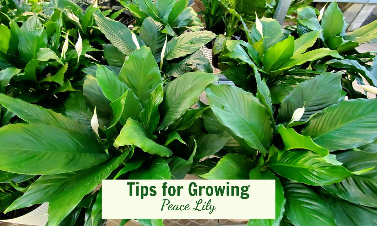 Peace lily plants in pots with words reading Tips for Growing Peace Lily.