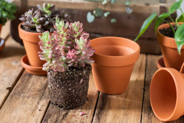 Repotting Succulents – A Step by Step Data for Healthful Growth