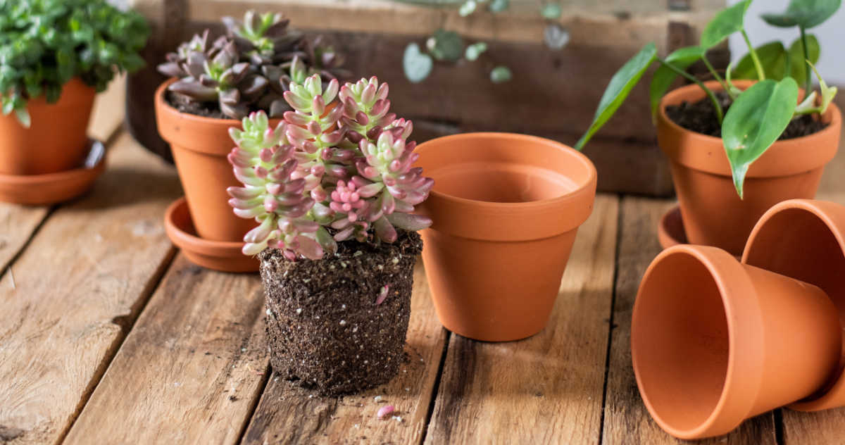 Repotting Succulents – A Step by Step Data for Healthful Growth