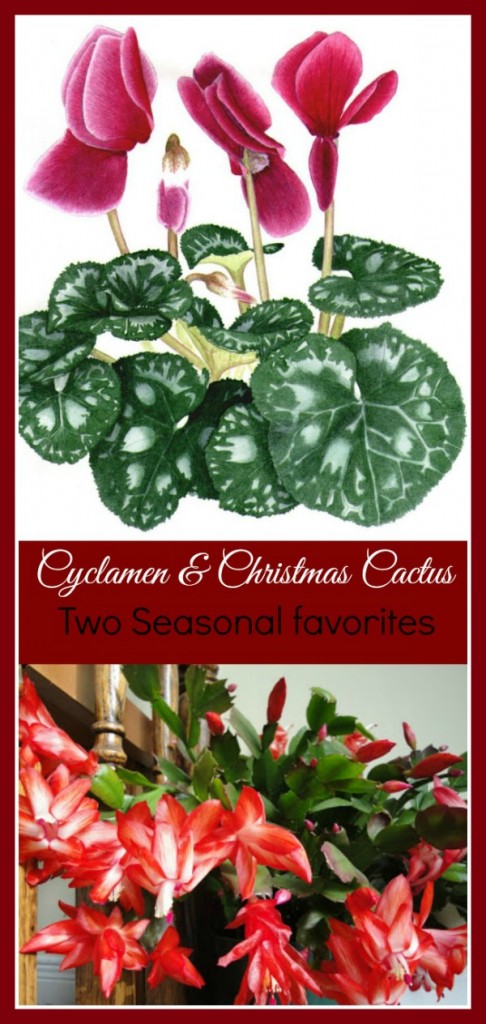 Cyclamens and Christmas Cactus are two of the most common season holiday plants