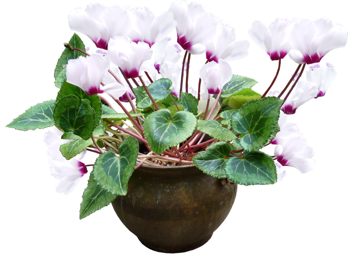 Cyclamen plant