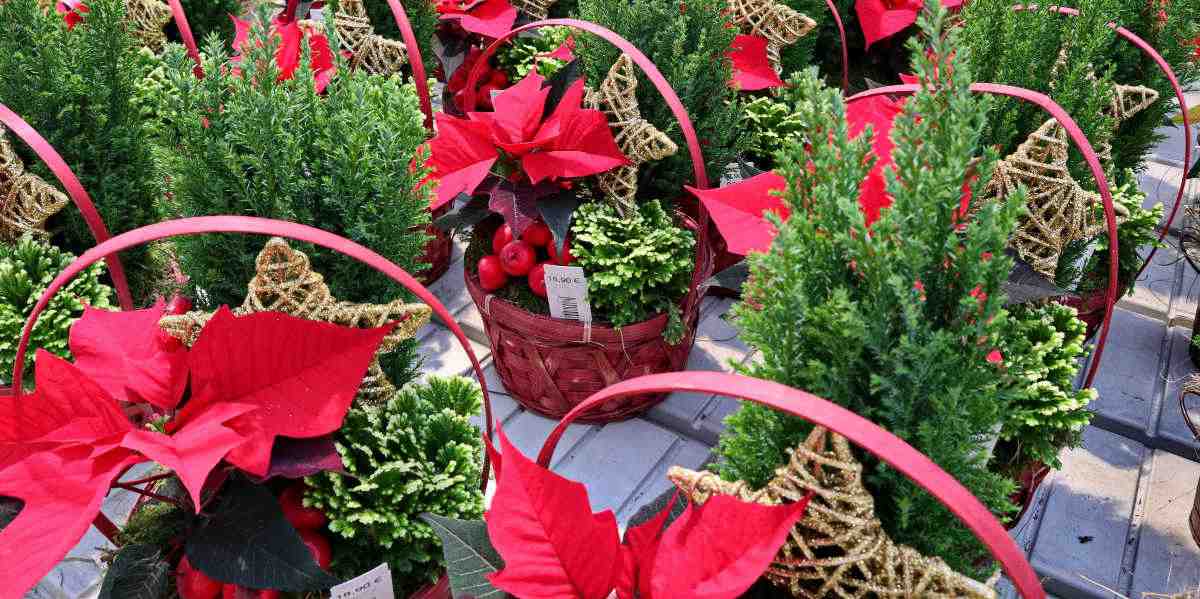 Frosty ferns in baskets with poinsettias for Christmas.