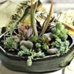 Succulent Affiliation – DIY Dish Yard