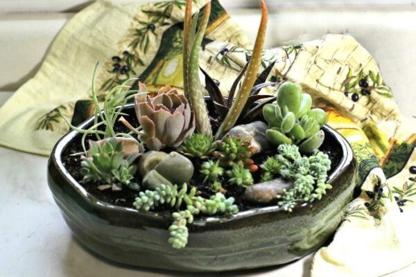 Succulent Affiliation – DIY Dish Yard