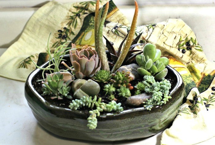 Succulent Affiliation – DIY Dish Yard