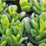 Crassula Ovata ‘Hobbit’ – Ideas for Rising Hobbit Jade Plant