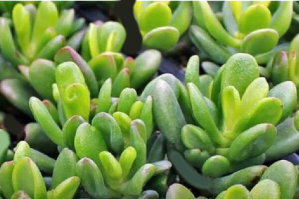 Crassula Ovata ‘Hobbit’ – Ideas for Rising Hobbit Jade Plant