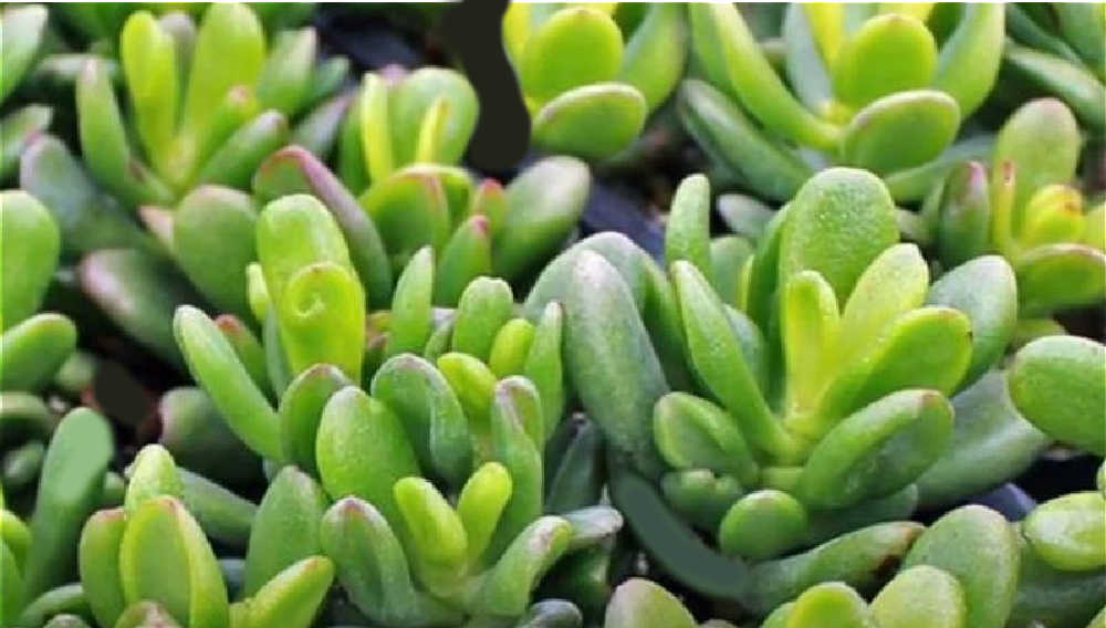 Crassula Ovata ‘Hobbit’ – Ideas for Rising Hobbit Jade Plant