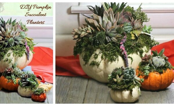 DIY Pumpkin Succulent Planters – Easy Fall Pumpkin Centerpiece