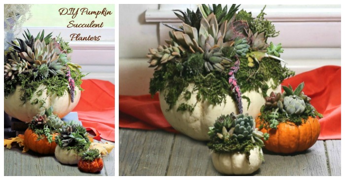 DIY Pumpkin Succulent Planters – Easy Fall Pumpkin Centerpiece