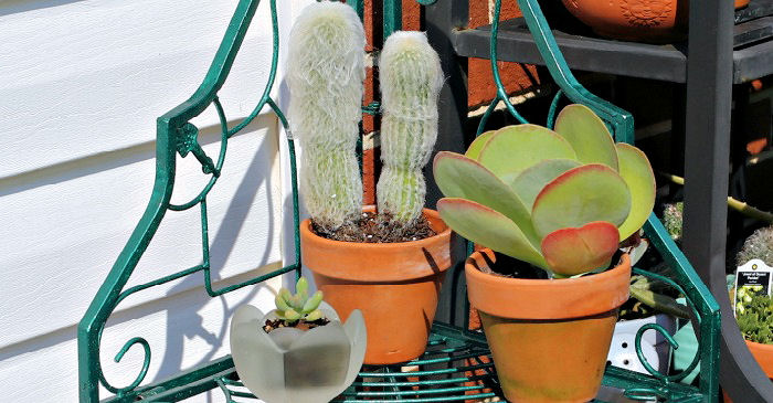 Outdated Man Cactus – Rising Concepts for Cephaocereus Senilis