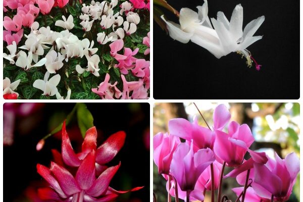 Seasonal Crops – two of my favorites: Cyclamens and Christmas Cactus