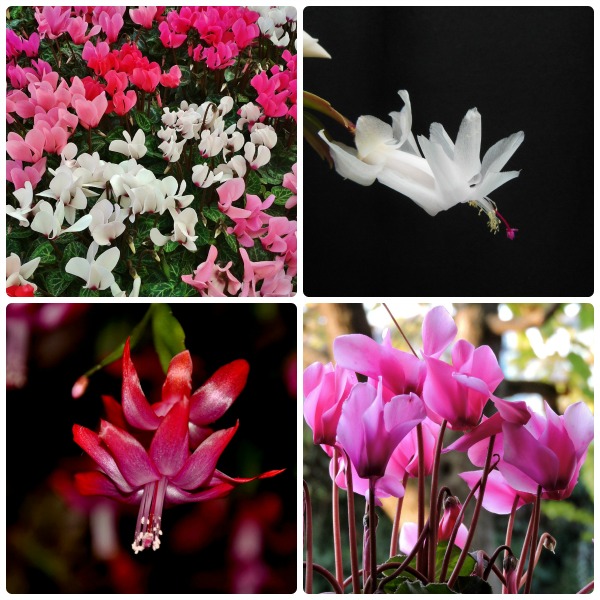 Seasonal Crops – two of my favorites: Cyclamens and Christmas Cactus