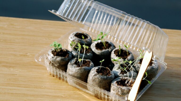 A Full Beginner’s Data to Winter Sowing