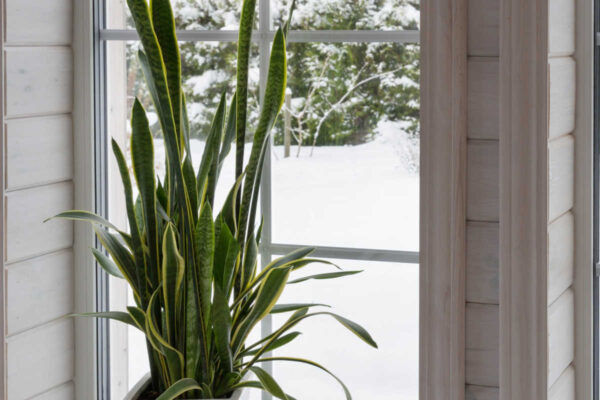 10 Care Concepts for Houseplants in Winter