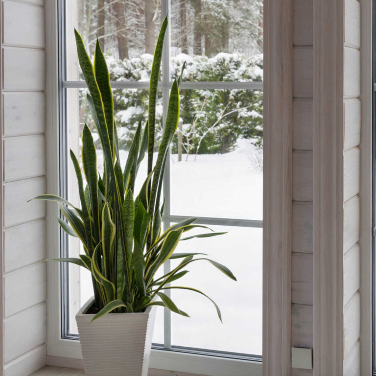 10 Care Concepts for Houseplants in Winter